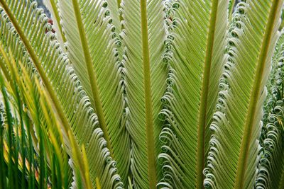 Full frame shot of fern leaves