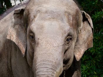 Close-up of elephant