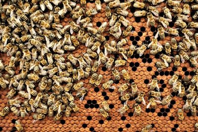 High angle view of bee on the wall