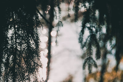 Low angle view of pine trees in forest