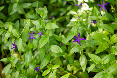 Close-up of purple flowering plants