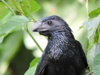 Close-up of bird