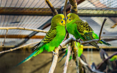 Close-up of parrot perching on tree in cage