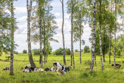 Scenic view of forest