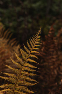 Yellow fern. autumn botanical natural background. close up