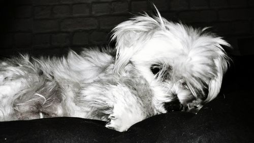 Close-up of dog resting