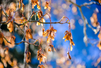 Low angle view of plant against blurred background