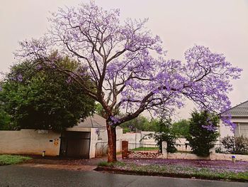 Blossoming tree against the sky