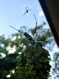 Close-up of spider on web against sky