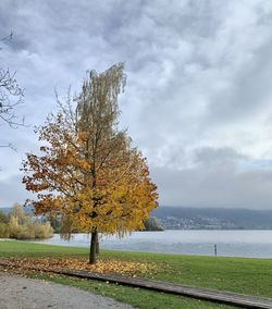 Tree on field against sky during autumn