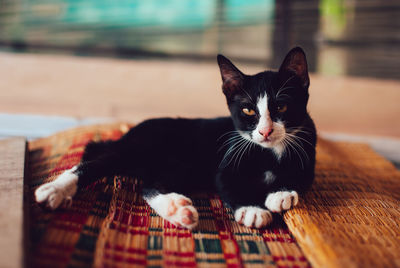 Close-up portrait of a cat