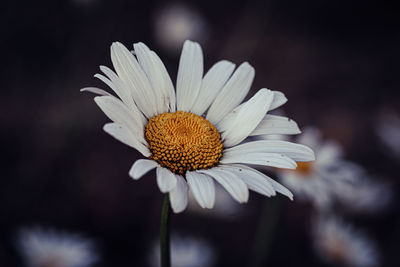 Close-up of white daisy