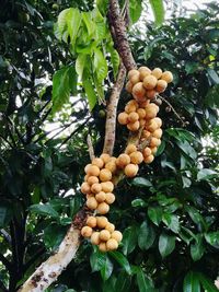 Low angle view of fruits on tree