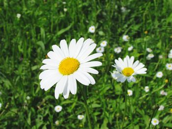 Close-up of white daisy blooming in field