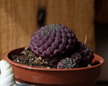 Close-up of purple and potted plant on table
