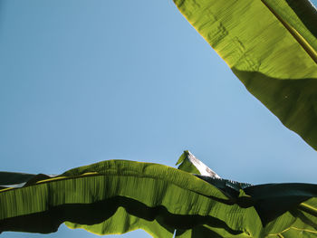 Low angle view of banana leaf against clear blue sky