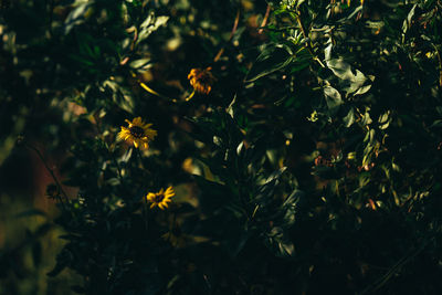 Flowers growing on plant