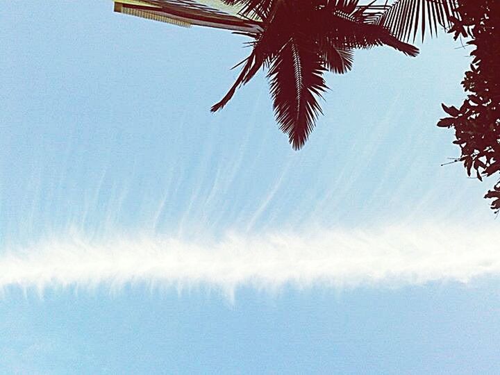 tree, low angle view, palm tree, sky, beauty in nature, tranquility, nature, growth, tranquil scene, scenics, blue, clear sky, day, no people, cloud - sky, outdoors, idyllic, branch, palm leaf, copy space