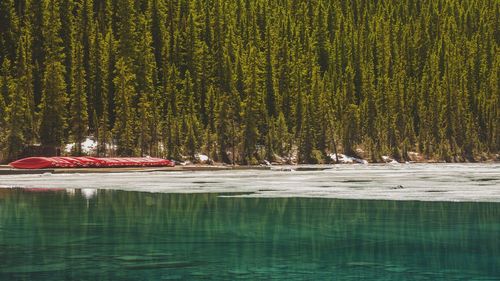 Scenic view of lake in forest