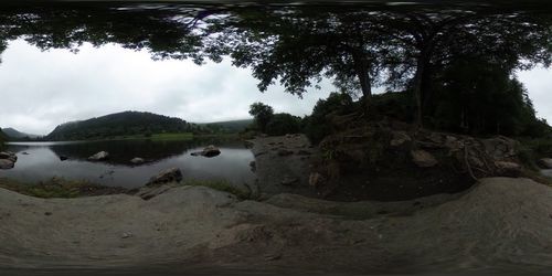 Scenic view of forest against sky