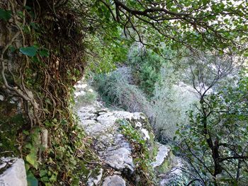 Scenic view of river amidst trees in forest