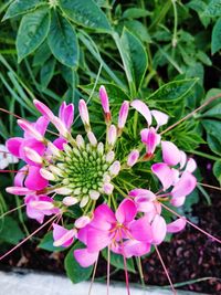 Close-up of pink flowering plant