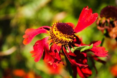 Close-up of red flowering plant