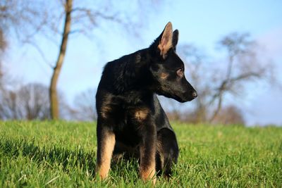 Portrait of a dog on field