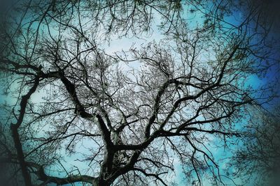 Low angle view of bare tree against clear sky