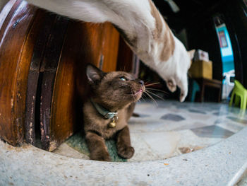 Close-up of cat jump over other cat