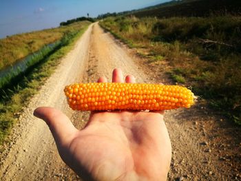 Cropped image of person holding corn on field