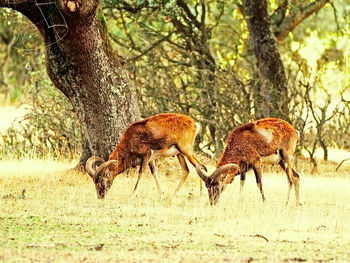 Deer in forest