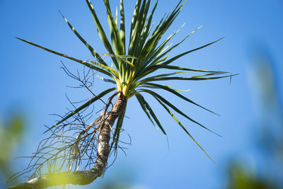 Close-up of plant against blue sky