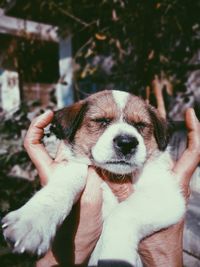 Close-up of hand holding puppy