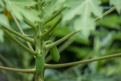 Close-up of fresh green leaf