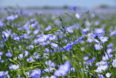 Close-up of purple flowering plants on land