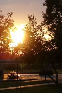 Sun shining through trees