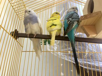 Two birds perching in cage