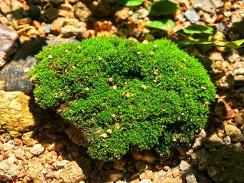 High angle view of moss growing on rocks