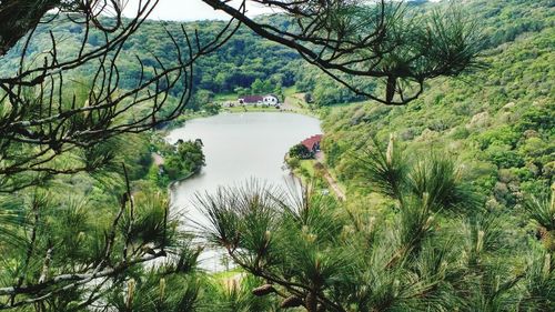 Scenic view of river in forest