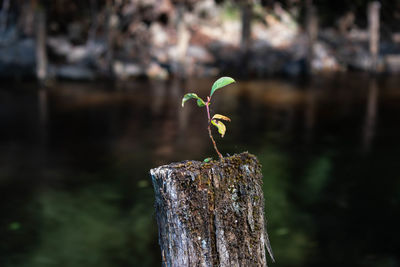 Close-up of plant on wooden post