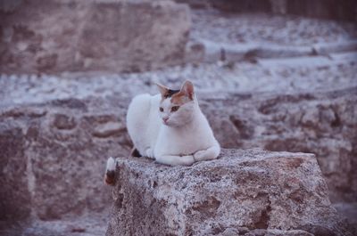 Portrait of cat sitting outdoors