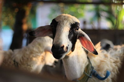 Close-up of sheep