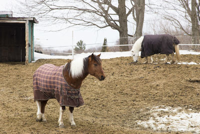 Side view of handsome pony with two-tone mane wearing winter blankets and standing in enclosure