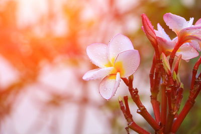 Close-up of wet flower