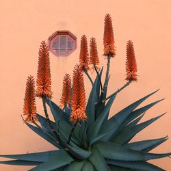 Close-up of cactus plant against orange wall