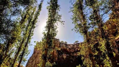 Low angle view of trees in forest against sky