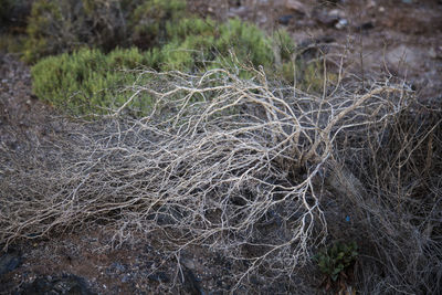 Full frame shot of messy field