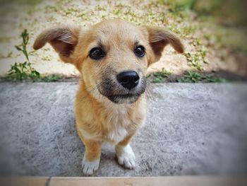 Portrait of dog standing outdoors