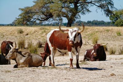 Horses standing in a field